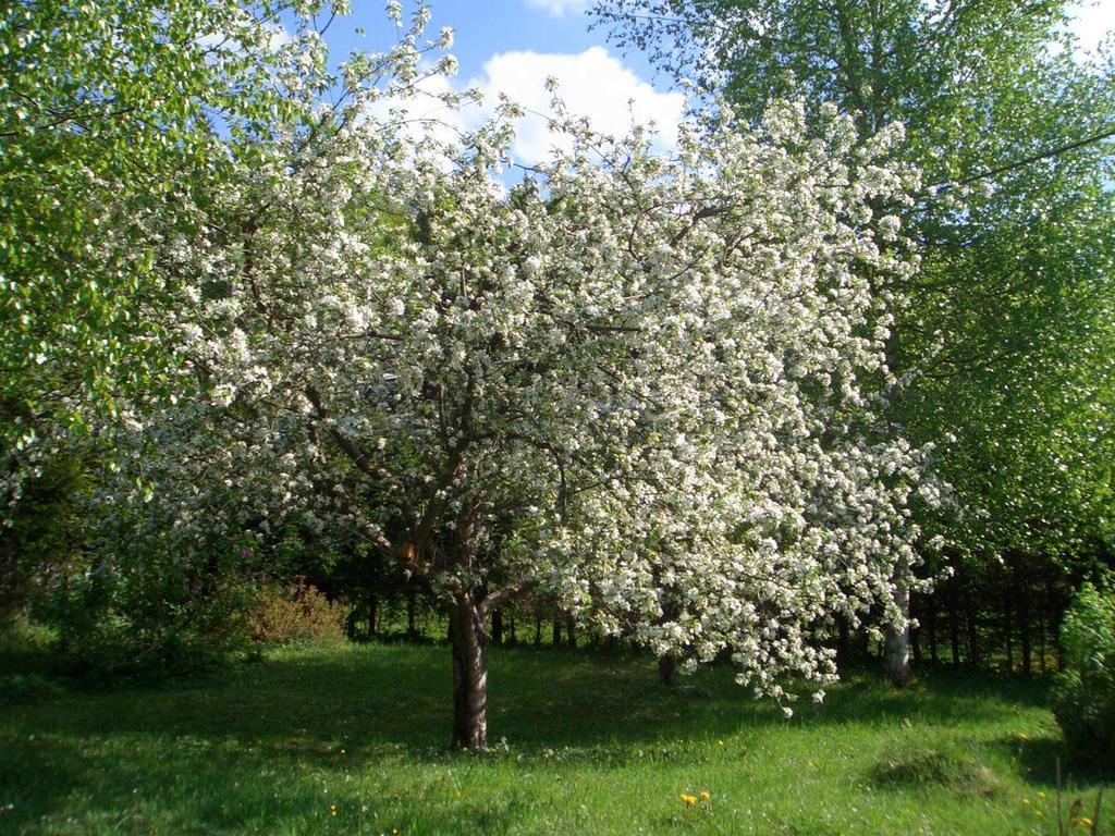 Ferienwohnungen Groesswang Bischofswiesen Exteriör bild